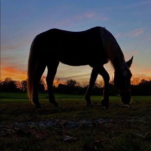 Meet your Posher, Addi